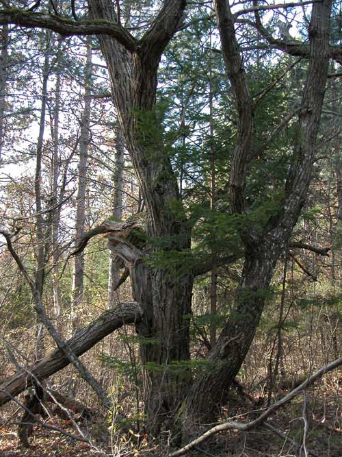 castanea sativa 03