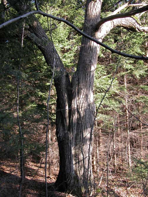castanea sativa 04