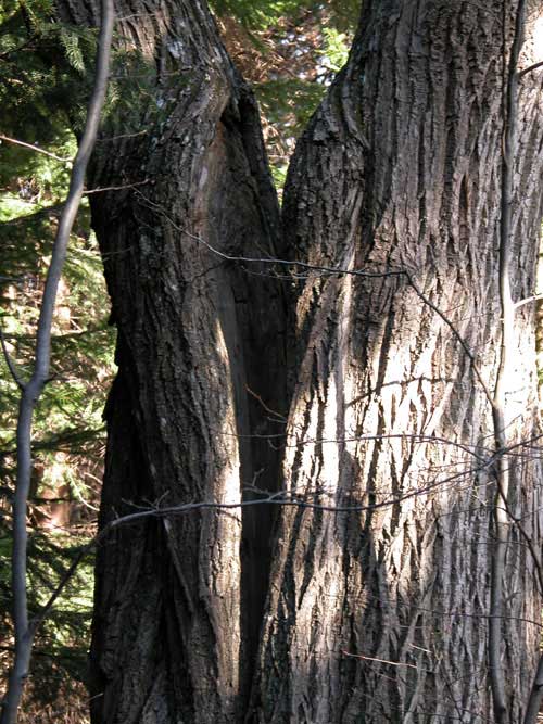 castanea sativa 05