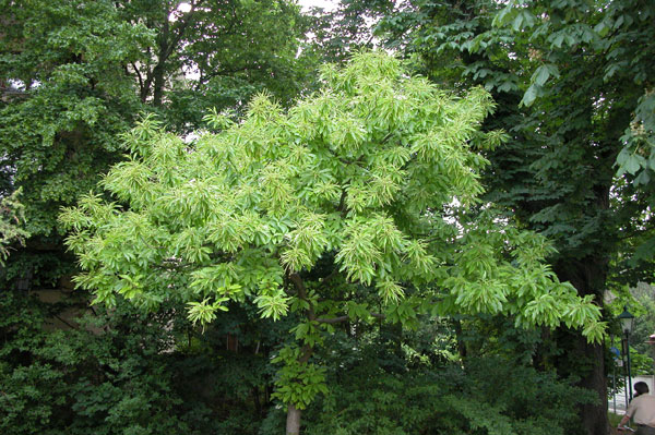 castanea sativa 06