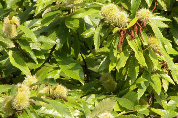 castanea sativa 07