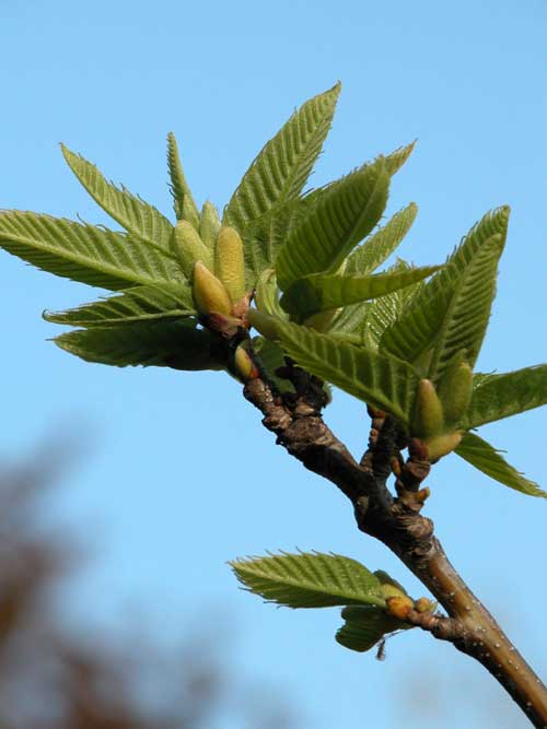 castanea sativa 09