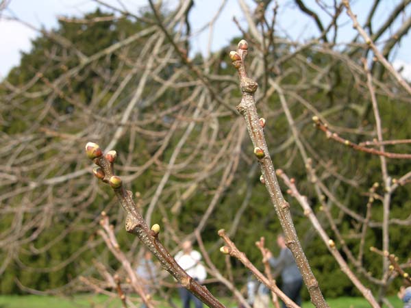 castanea sativa 11
