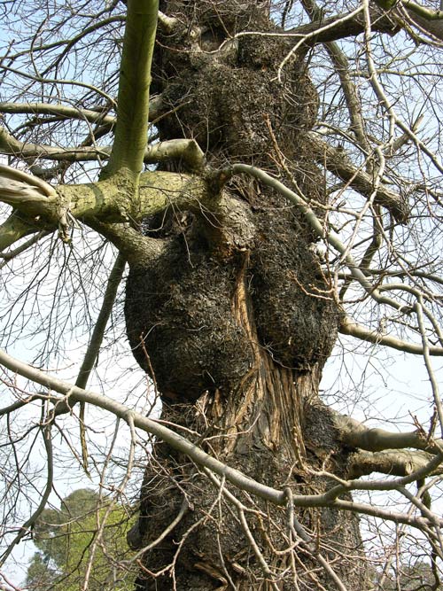 castanea sativa 12