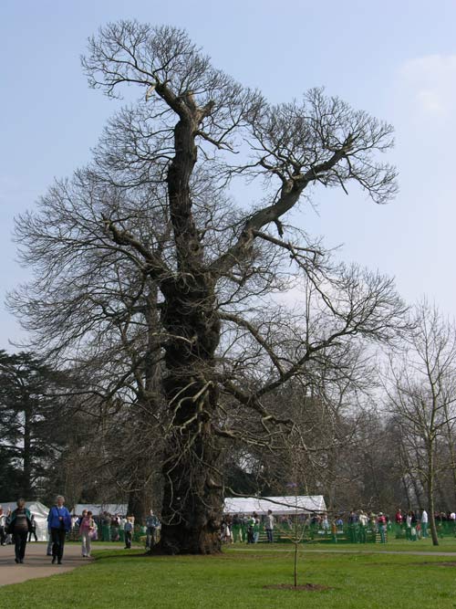 castanea sativa 14