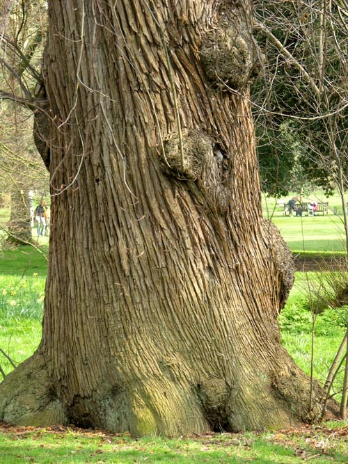 castanea sativa 15