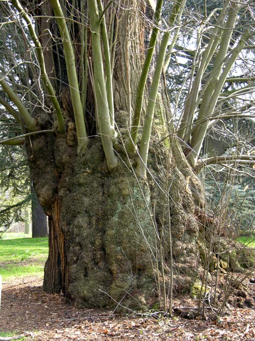 castanea sativa 17