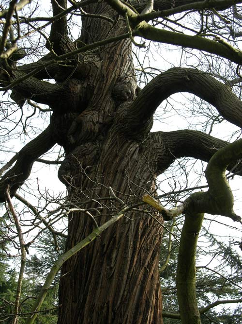 castanea sativa 19