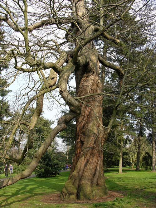 castanea sativa 20