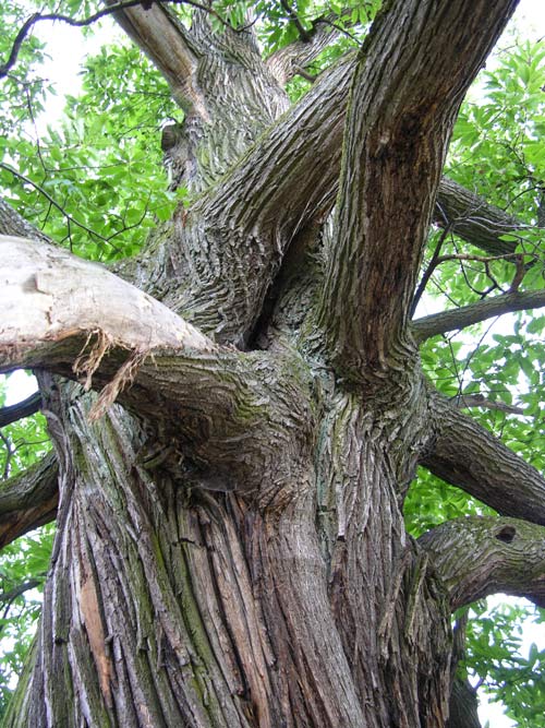 castanea sativa 21
