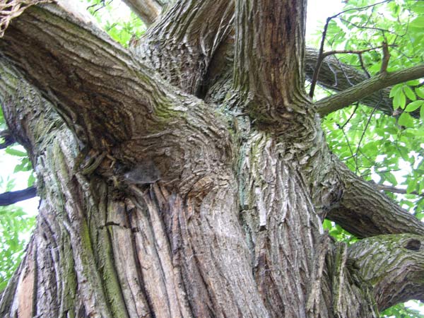 castanea sativa 22