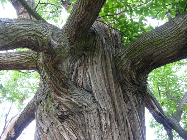 castanea sativa 23