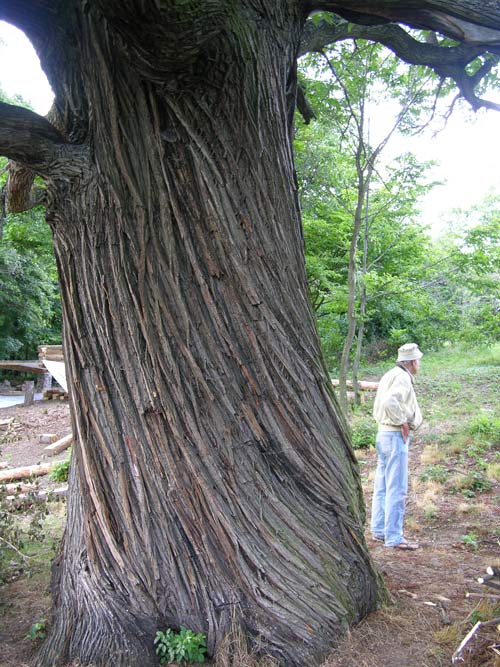 castanea sativa 25