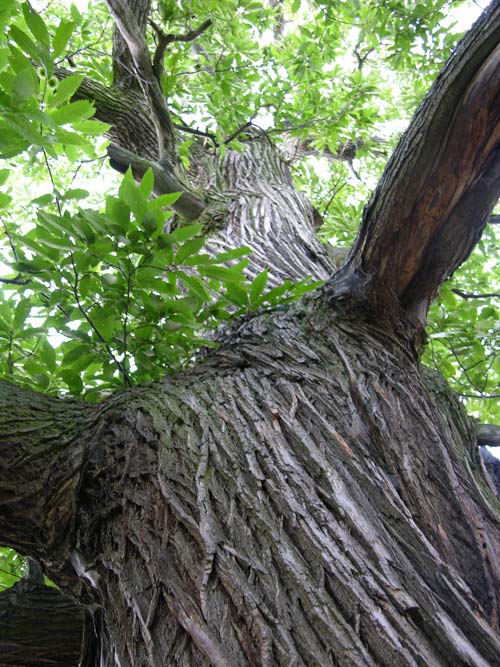 castanea sativa 26