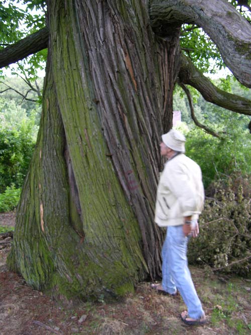 castanea sativa 27
