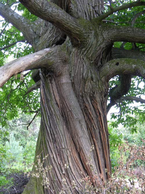 castanea sativa 29