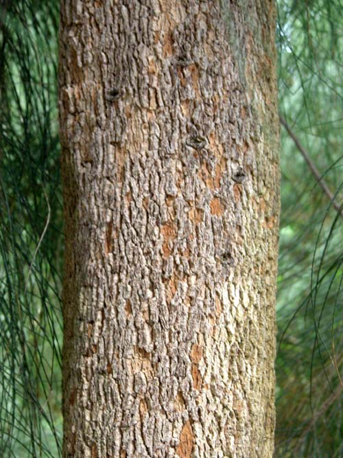 casuarina equisetifolia 03