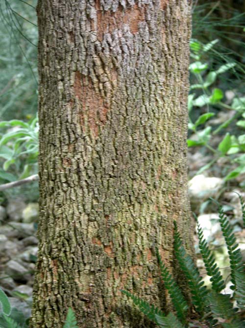 casuarina equisetifolia 04