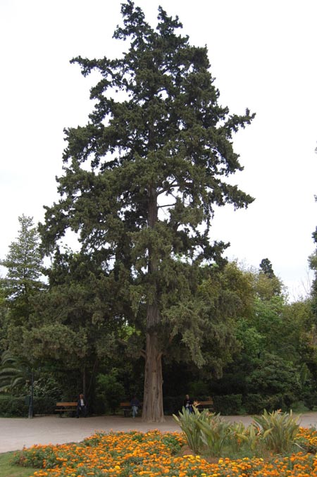 casuarina equisetifolia 06