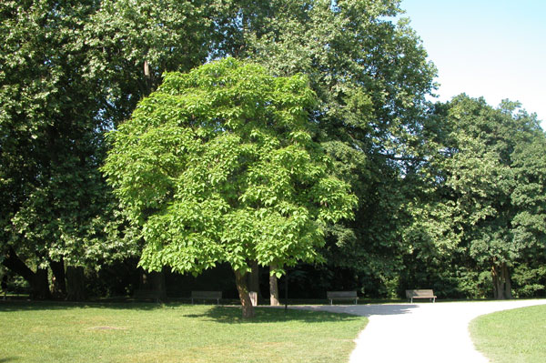catalpa bignonioides 02