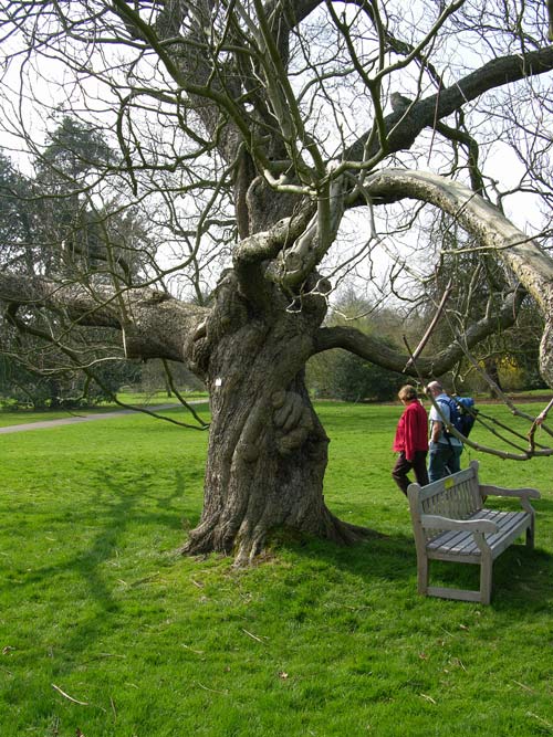 catalpa bignonioides 03