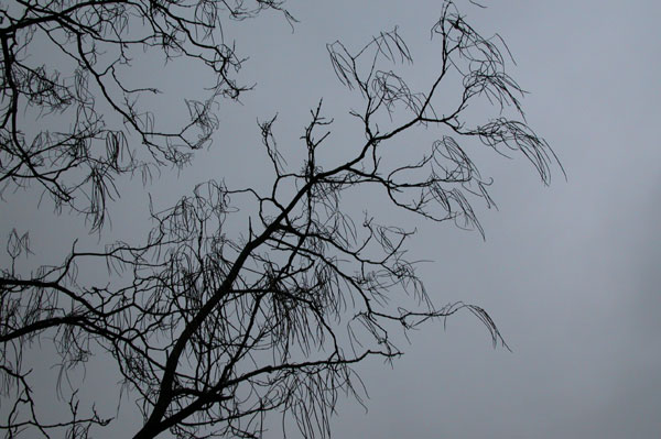 catalpa ovata 01