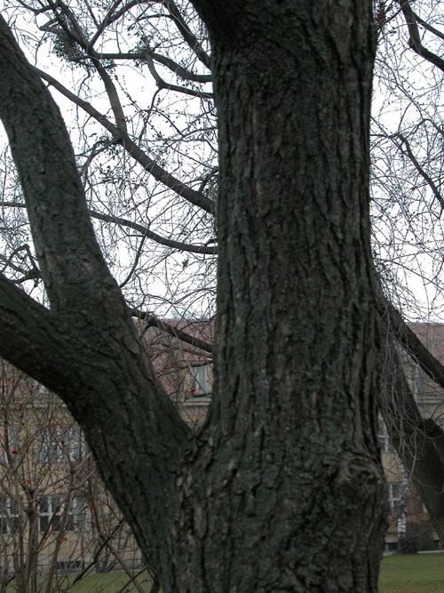 catalpa ovata 02