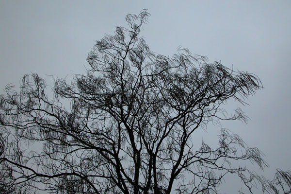 catalpa ovata 04