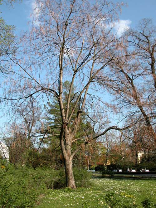 catalpa ovata 05