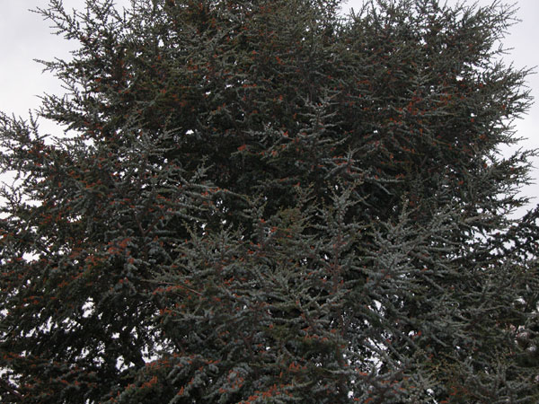cedrus atlantica 01