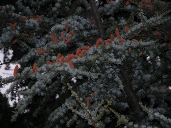cedrus atlantica 02