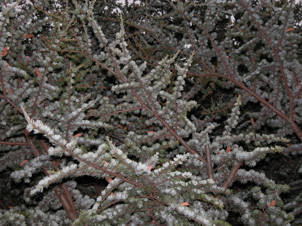 cedrus atlantica 03