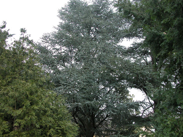 cedrus atlantica 04