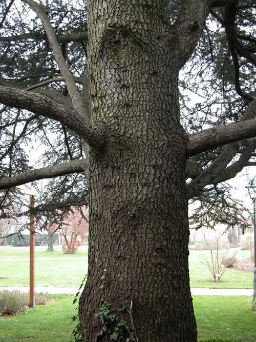 cedrus atlantica 05