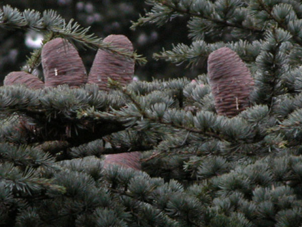 cedrus atlantica 06