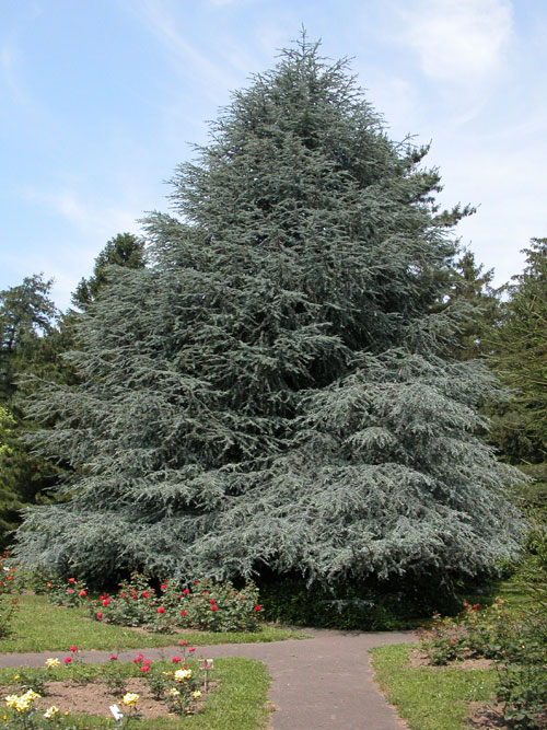 cedrus atlantica 07