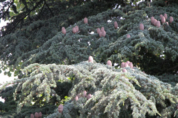 cedrus atlantica 08