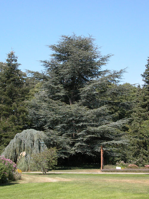 cedrus atlantica 09