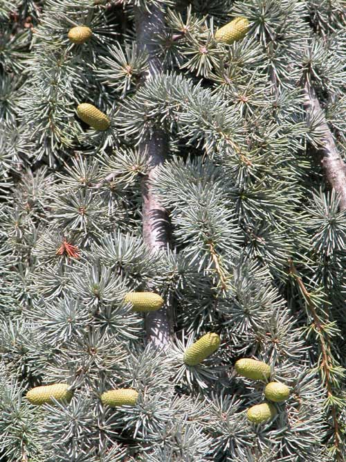 cedrus atlantica 10