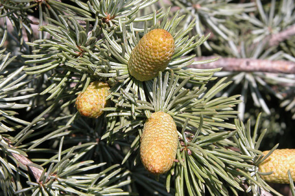 cedrus atlantica 11