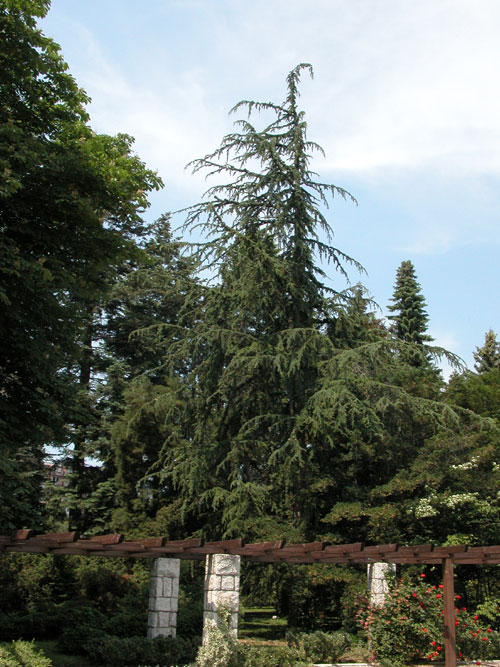 cedrus atlantica manetti 01