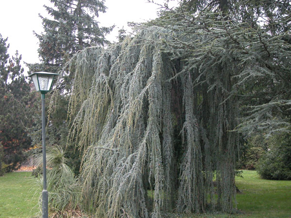 cedrus atlantica pendula 01