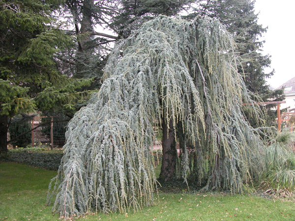 cedrus atlantica pendula 02