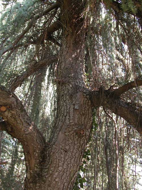 cedrus atlantica pendula 03