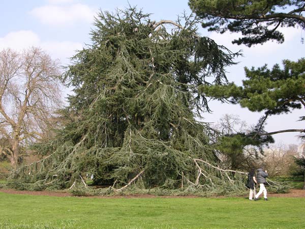 cedrus atlantica pendula 04