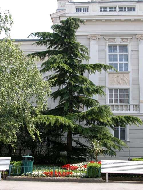 cedrus deodara 01