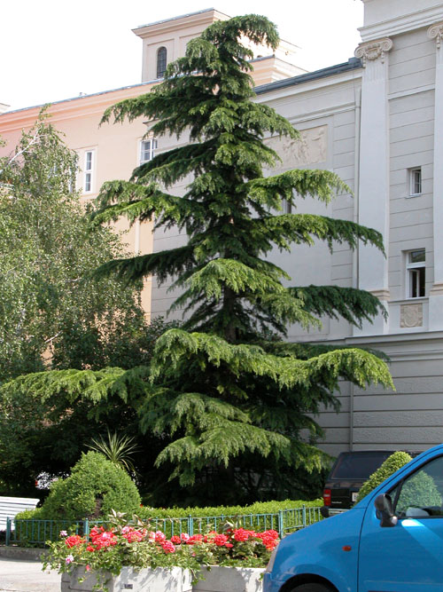 cedrus deodara 02