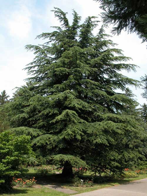 cedrus deodara 03