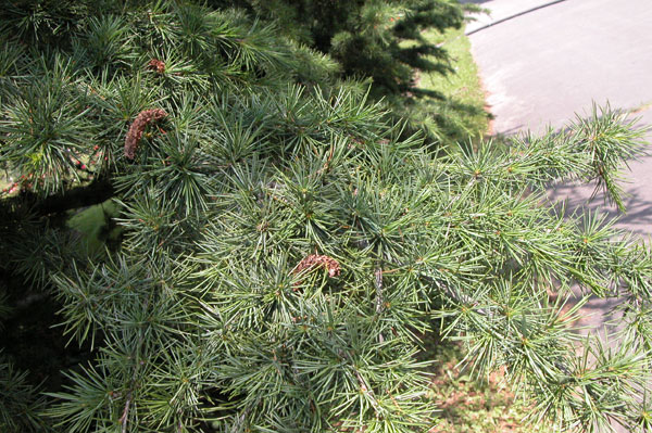 cedrus deodara 04