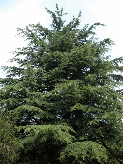 cedrus deodara 05